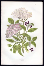 1889 Anne Pratt Antique Color Print Common Elder & Dwarf Elder