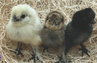12 +Silkie  Hatching Eggs +a Few For Good Luck. 