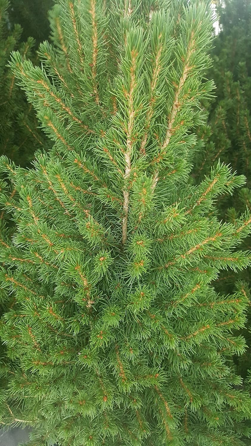 Dwarf Alberta Spruce 'Conica' - Elegant Evergreen for Low-Maintenance Gardens