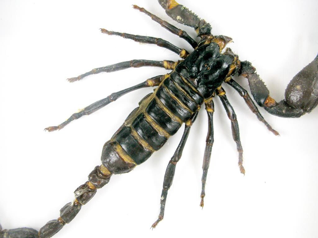 サソリ標本　scorpion　palaneus fulvipes Palamnaeus Fulvipes Giant Scorpion Or Huge Scorpion In A