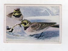 Cigarette Card c1930 Bird - Alpine Lark