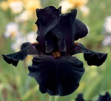 Old Black Magic Iris Plant Quart Pot | Fragrant Ink Black Flowers Perennial