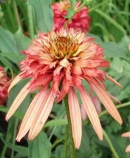 50 Double Salmon Coneflower Seeds Flower Perennial Flowers Seed 28 US SELLER
