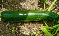 25 graines de COURGETTES VERTE Bio