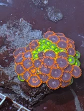 2 Pack - ZOA  Rocks-Tank Raised
