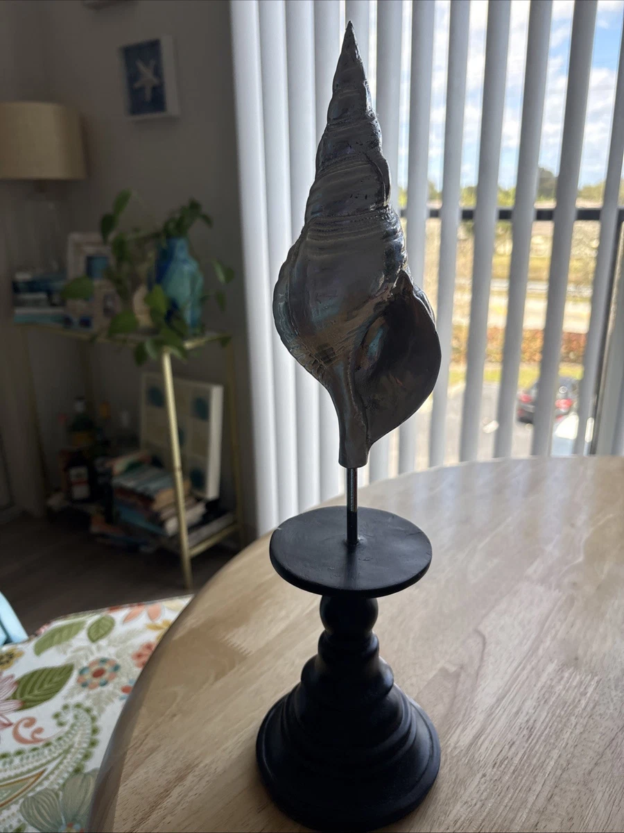 收藏贝壳装饰| eBay