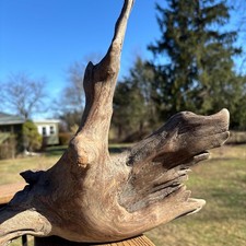 Hardwood Driftwood 18x6x11 Sculptural Natural Wood with Gorgeous Form