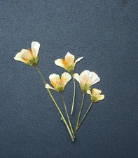 White Yellow Pressed Flowers with stems Resin Materials Floral Art DIY Crafts