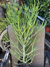 Euphorbia tirucalli Pencil Cactus 15"Tall, 28"W African Milktree Succulent #851B