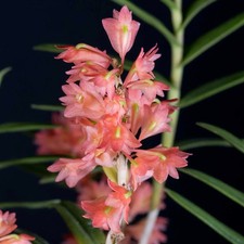 Dendrobium faciferum Orchid, 3 Inch Basket, Blooming Size, Uncommon