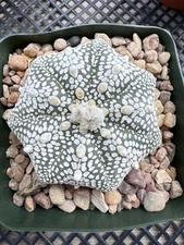 Astrophytum Asterias Super Kabuto Button Shape Star Shape!! 4” Pot