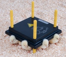 CHIOCCIA ARTIFICIALE PER 15/20 PULCINI DOPO L'INCUBATRICE | BOROTTO