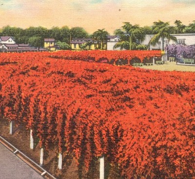 1957 Key West Florida Flame Vine Hedge Linen Postcard Tichnor Bros