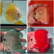 Pack of 4 Live Discus Fish 3.75" - 4" Vibrant Aquarium Fish Overnight Ship