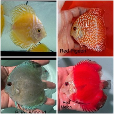 Live Discus Pack of 4 Live Discus Fish 3.75