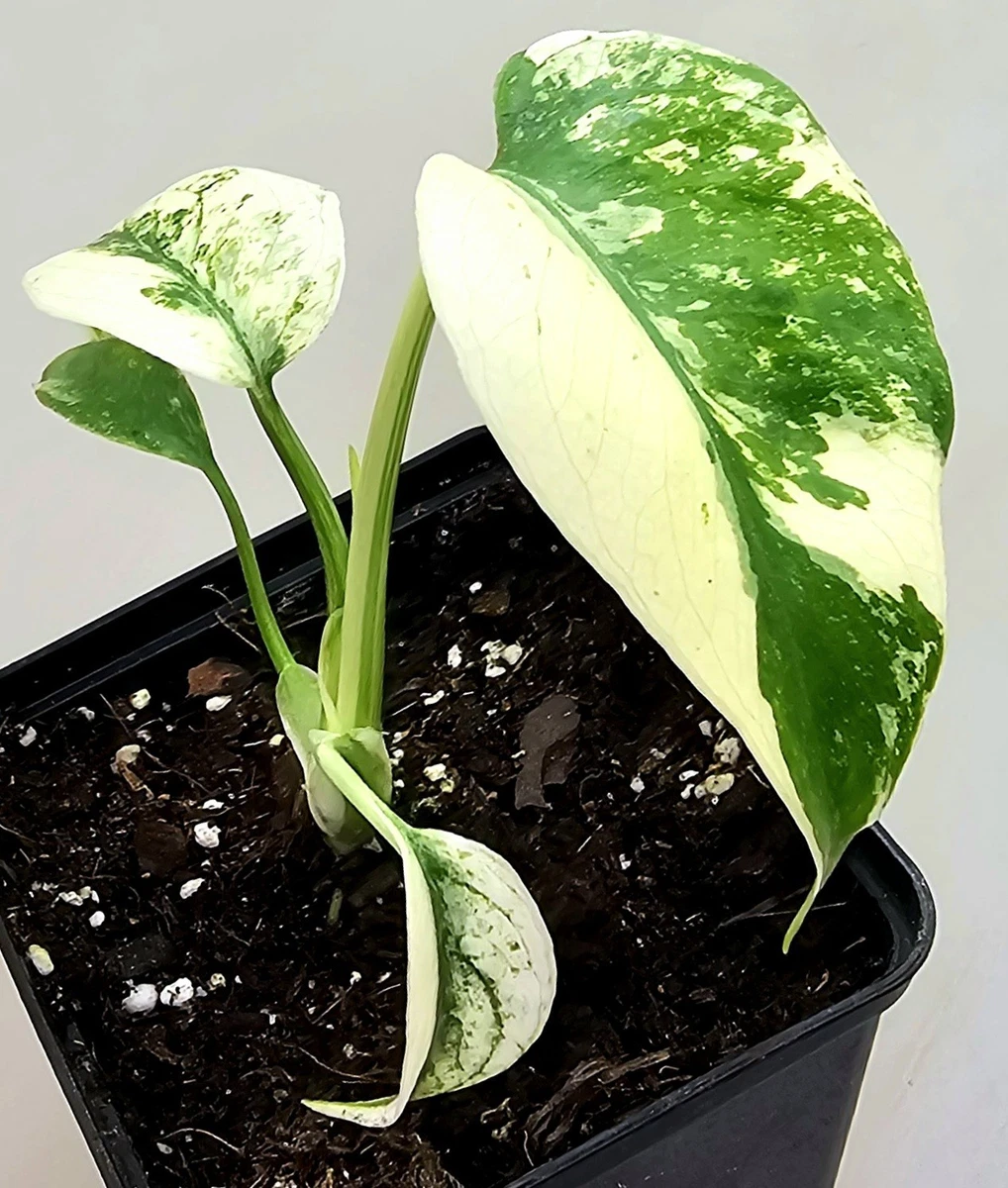 Monstera-Zimmerpflanzen online kaufen | eBay.de