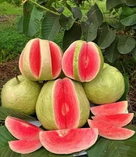 Live Ruby Supreme Guava Tree – 3 Gal Pot –
