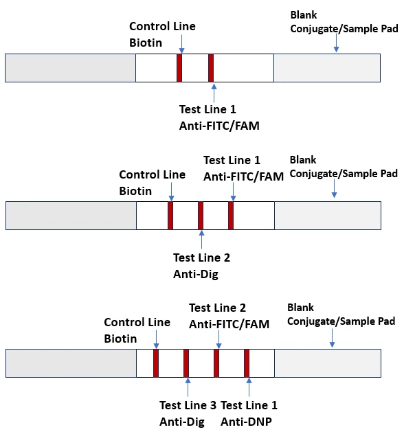 Ensayo de flujo lateral universal para uso con partículas Strep Reporter suministradas por el usuario Foto 2 de 4