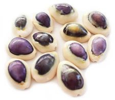 12 Small Purple Top Money Cowrie Shells (1/2" - 1")  Beach Crafting
