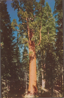 Sequoia National Park CA. General Sherman Redwood Tree UNP Chrome Postcard