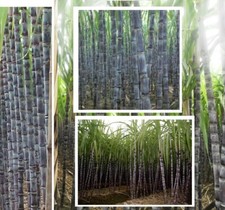 Zuckerrohr Bambus schnellwüchsige Pflanzen immergrüne Palmen für den Blumentopf