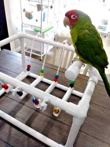 pvc parrot play gym