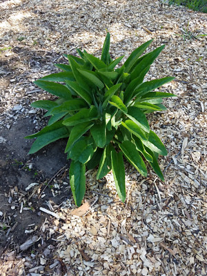 12 Comfrey Root Cuttings Russian Bocking 14 Symphytum uplandicum 1-3 inch