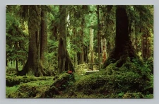 Postcard Rain Forest Olympic Peninsula Washington State Hemlock & Spruce Trees
