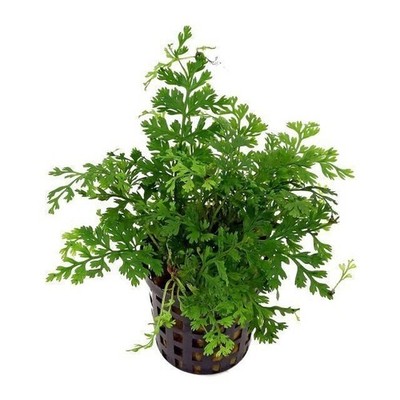 Bolbitis Heteroclita Difformis ''Mini'' Live Aquarium Plants BUY 2 GET 1 FREE