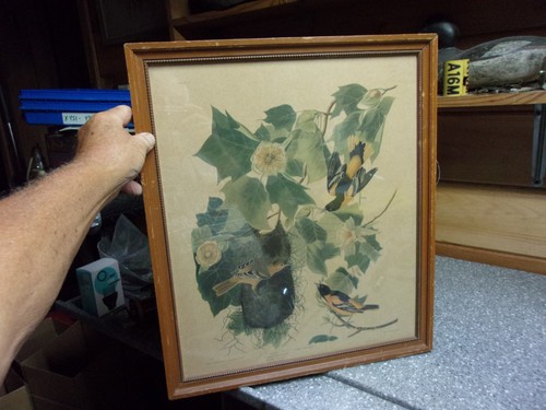 A166 vintage audubon print by R. havell Baltimore oreole Icterus baltimore