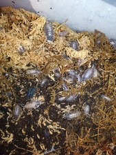 Porcellio laevis Milkback 200 Isopods. Free Shipping.