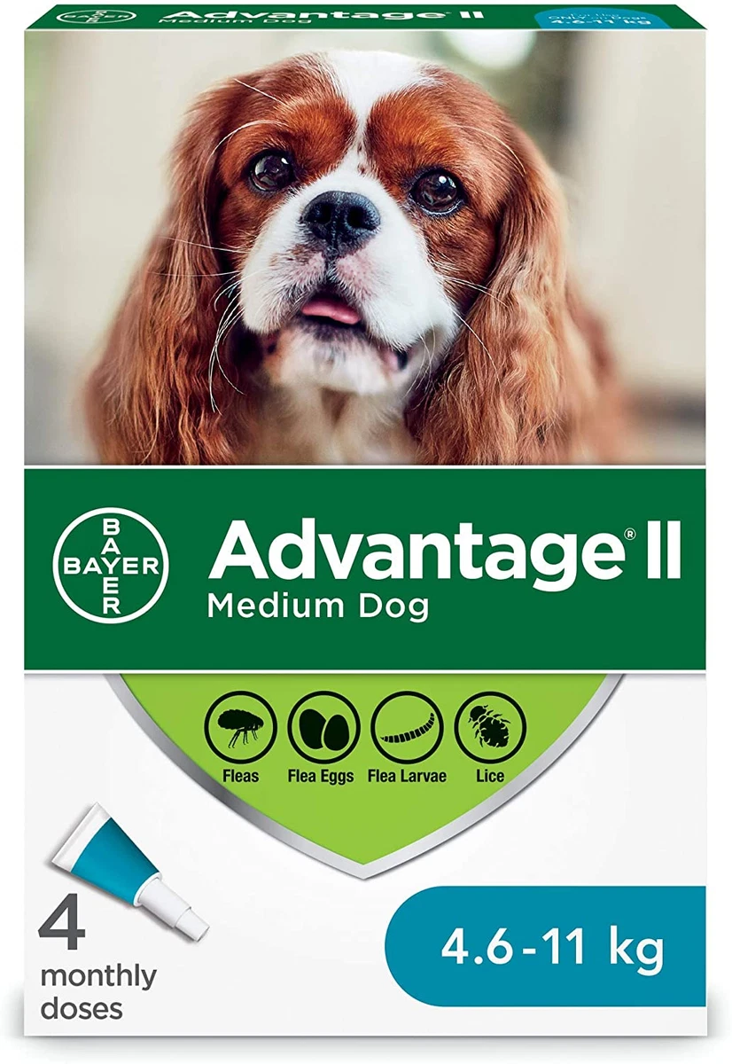 New 2025 flea treatment