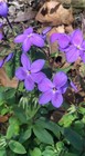 Sherwood Purple Woodland Phlox — photo 4
