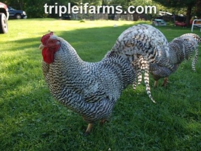 12+ ~LARGE FOWL~ DOMINIQUE ~ Fertile Chicken Hatching Eggs ~FOAM SHIPPING~