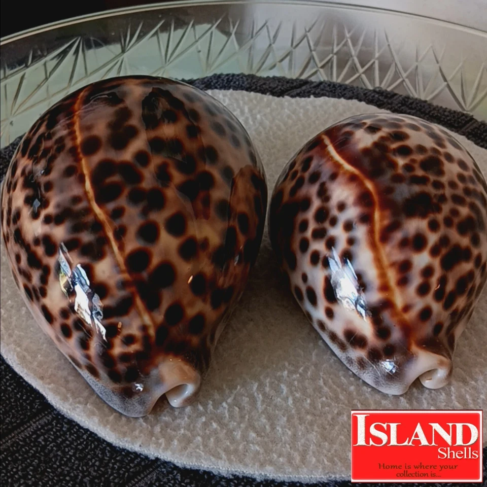 Cypraea tigris para Schilderiana #5 120,2 mm ¡ULTRA! BELLEZA GIGANTE de Hawaii Foto 2 de 4