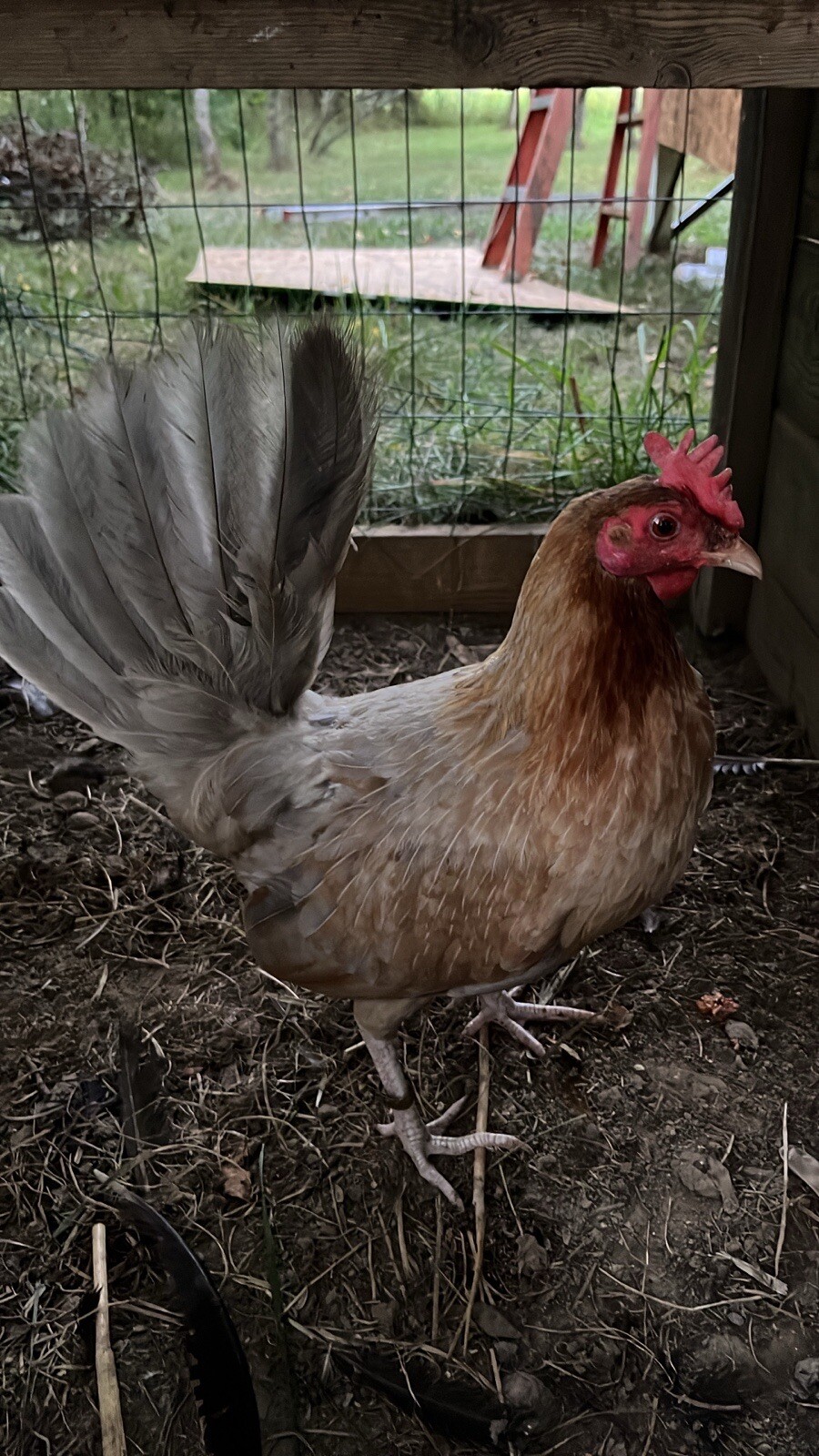 12+ Blue Gamefowl Eggs eBay