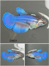 Female Betta Live Fish - Dumbo Blue HMPK - DW21 - Sorority - Breeding