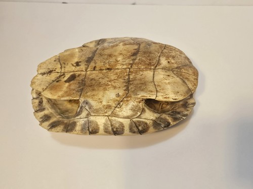 Natural Red Eared Slider Turtle Shell - XLarge 11" inch - Very Good Condition - Bild 3 von 5