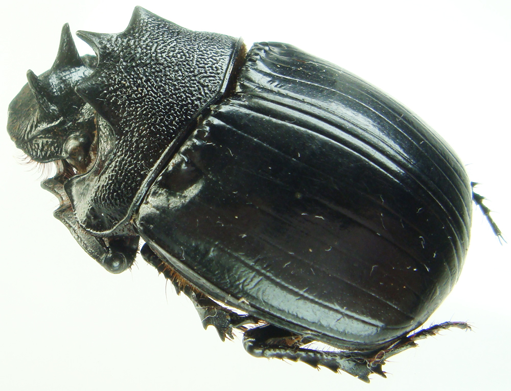 標本 Tanzania Heliocopris s.p 36mm Insect - Heliocopris erycoides - Tanzania - Minor Male 35mm