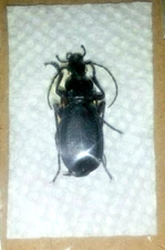 Carabidae: Carabus circassicus. A-