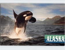 Postcard Orca Whale jumping Alaska USA