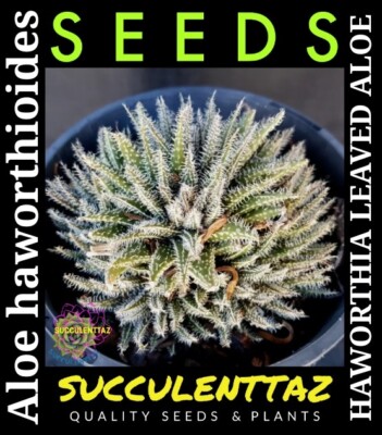 Aloe haworthioides 10 X Seed Haworthia like Aloe Succulent Cactus Trackable  | eBay