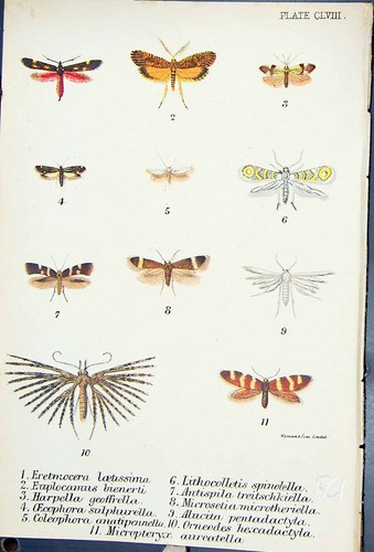 Old Eretmonocera Antispila Coleophora Oreondes Harpella Butterflies
