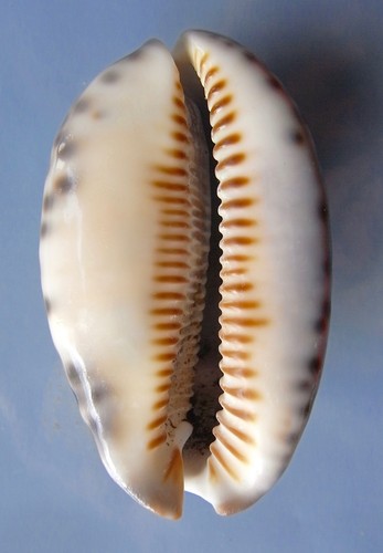 Seashell Cypraea arabica con bandas 62 mm F++ - Imagen 3 de 3