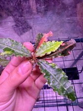 Euphorbia Francoisii Variegated Succulent Plant Home Garden Roottuber