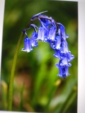 BLUEBELL English Bluebell 2000 Seeds   QUALITY 2026 FRESH