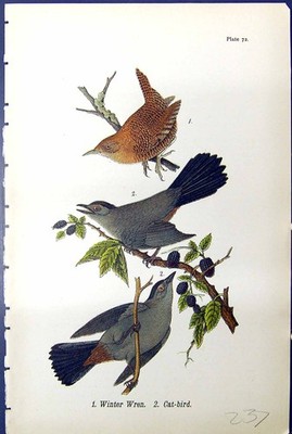 Original alter antiker Druck Winter Zaunkönig Katze-Vogel Vögel Warren Farbe 1890 Ref.2