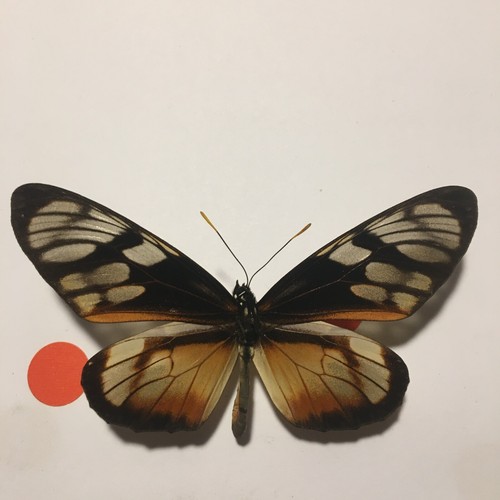 Dried Insect/Butterfly Non set B2156 Rare Thyridia psider Clear wings - Foto 1 di 3