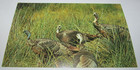 Postcard Animals Wild Turkey Game Bird Hunting Hunters Wharton General Store — photo 1
