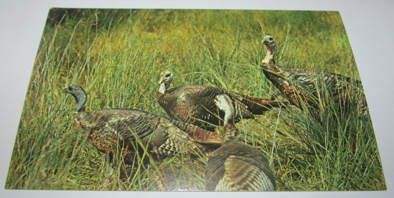 Postcard Animals Wild Turkey Game Bird Hunting Hunters Wharton General Store